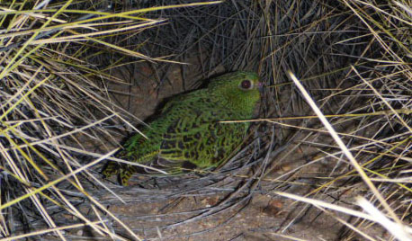 Applidyne helping to save endangered night parrots from extinction